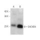 CHCHD4 Antibody (C-12) - Western Blotting - Image 358611 
