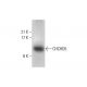 CHCHD5 Antibody (G-9) - Western Blotting - Image 317978 