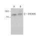 CHCHD5 Antibody (G-9) - Western Blotting - Image 384755