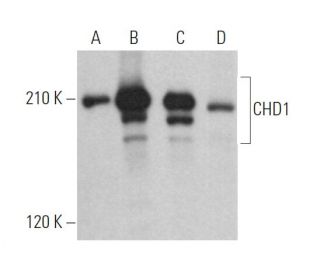 CHD1 Antibody (C-8) - Western Blotting - Image 365187 