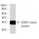 CHD1L Antibody (2170C3a) - Western Blotting - Image 16591