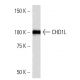CHD1L Antibody (2170C3a) - Western Blotting - Image 16592 