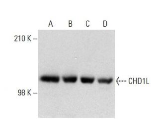 CHD1L Antibody (2170C3a) - Western Blotting - Image 138607 