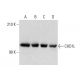 CHD1L Antibody (2170C3a) - Western Blotting - Image 138607 