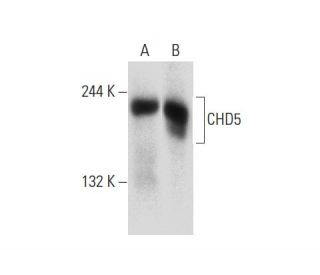 CHD5 Antibody (D-10) - Western Blotting - Image 133949 
