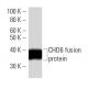CHD6 Antibody (2174C2a) - Western Blotting - Image 16593
