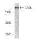 CHD6 Antibody (2174C2a) - Western Blotting - Image 16594 