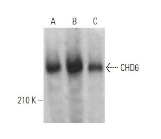 CHD6 Antibody (A-5) - Western Blotting - Image 375902 
