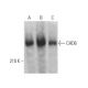 CHD6 Antibody (A-5) - Western Blotting - Image 375902 