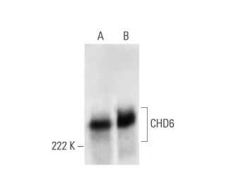 CHD6 Antibody (E-6) - Western Blotting - Image 295870 
