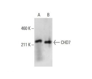 CHD7 Antibody (F-11) - Western Blotting - Image 289751 