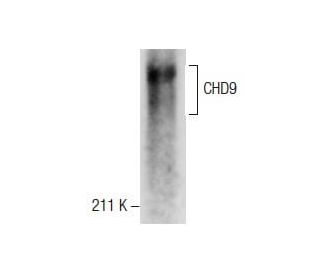 CHD9 Antibody (E-4) - Western Blotting - Image 287621