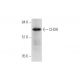 CHDH Antibody (A-7) - Western Blotting - Image 333662
