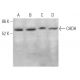 CHDH Antibody (A-7) - Western Blotting - Image 369948 