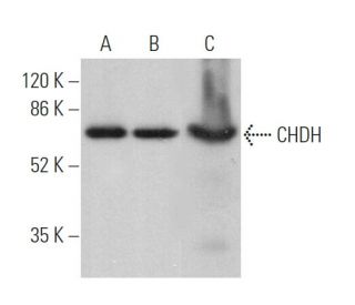 CHDH Antibody (C-5) - Western Blotting - Image 369956 