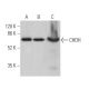 CHDH Antibody (C-5) - Western Blotting - Image 369956 