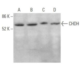 CHDH Antibody (A-7) - Western Blotting - Image 369948Each CRISPR/Cas9 Knockout (KO) Plasmid product consists of a pool of 3 plasmids designed to ensure identification and cleavage of a specific gene for maximum knockout efficiency. Each plasmid encodes a unique 20 nt sequence derived from the GeCKO (v2) library.