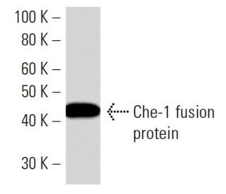Che-1 Antibody (AATF2B6) - Western Blotting - Image 16595