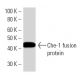 Che-1 Antibody (AATF2B6) - Western Blotting - Image 16595