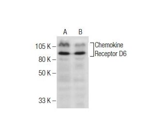 Chemokine Receptor D6 Antibody (B-12) - Western Blotting - Image 160532 