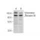 Chemokine Receptor D6 Antibody (B-12) - Western Blotting - Image 160532 