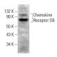 Chemokine Receptor D6 Antibody (B-12) - Western Blotting - Image 382828