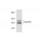ChemR23 Antibody (C-7) - Western Blotting - Image 308363 