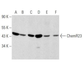 ChemR23 Antibody (H-6) - Western Blotting - Image 358415 