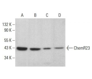 ChemR23 Antibody (H-6) - Western Blotting - Image 382119