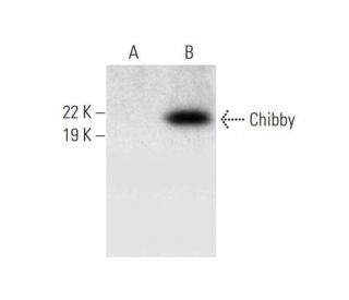Chibby Antibody (G-4) - Western Blotting - Image 294595