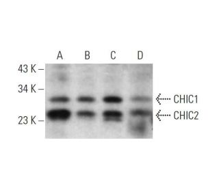 CHIC1/2 Antibody (B-11) - Western Blotting - Image 344302 