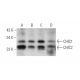 CHIC1/2 Antibody (B-11) - Western Blotting - Image 344302 