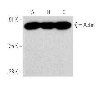 Actin (C-11): sc-1615. Western blot analysis of Actin expression in A-431 (A), HeLa (B) and Sol8 (C) whole cell lysates. D 