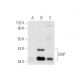 CHIP/STUB1 Antibody (G-2) - Western Blotting - Image 59363