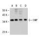 western blotting image from recommended CHIP/STUB1 (G-2) monoclonal antibody replacement. Image 30328