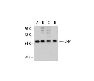 western blotting image from recommended CHIP/STUB1 (G-2) monoclonal antibody replacement. Image 30328