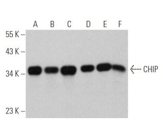 CHIP/STUB1 Antibody (C-10) - Western Blotting - Image 362036