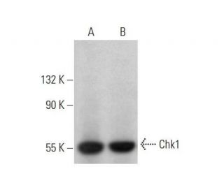 Chk1 Antibody (2G11D5) - Western Blotting - Image 353147 
