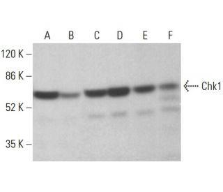 western blotting image from recommended Chk1 (G-4) monoclonal antibody replacement. Image 380021
