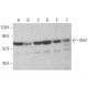 western blotting image from recommended Chk1 (G-4) monoclonal antibody replacement. Image 380021
