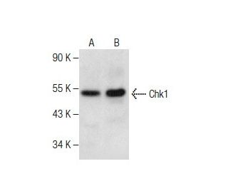 Chk1 Antibody (D-7) - Western Blotting - Image 282562 