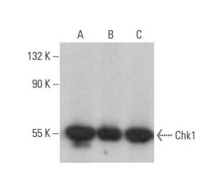 Chk1 Antibody (DCS-310) - Western Blotting - Image 353140 