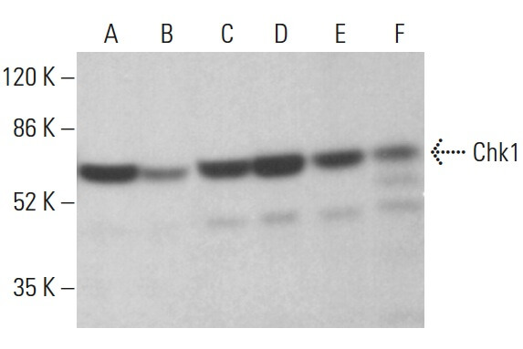 Chk1 Antibody (G-4) | SCBT - Santa Cruz Biotechnology