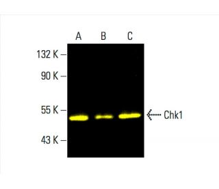 Chk1 Antibody (G-4) - Western Blotting - Image 392307 