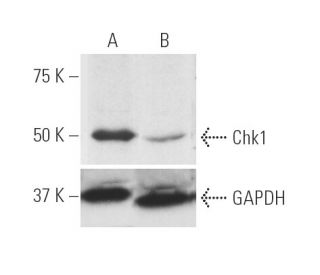 Chk1 siRNA (h): sc-29269. Western blot analysis of Chk1 expression in non-transfected control (A) and Chk1 siRNA transfect 