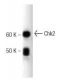 Chk2 Antibody (19) - Western Blotting - Image 127536 