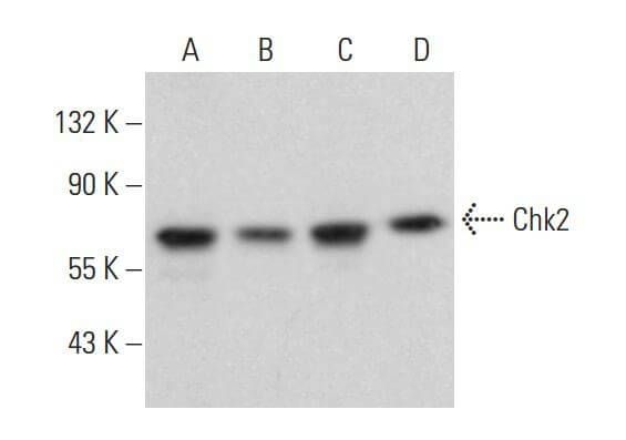 Chk2 Antibody (A-11) | SCBT - Santa Cruz Biotechnology