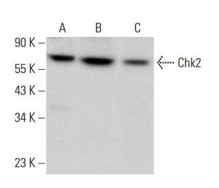 Chk2 Antibody (A-12) - Western Blotting - Image 380312 