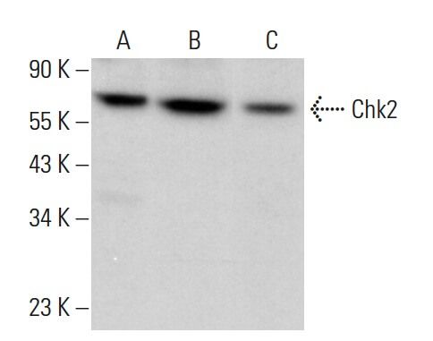 Chk2 Antibody (A-12) | SCBT - Santa Cruz Biotechnology