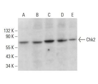 Chk2 Antibody (B-4) - Western Blotting - Image 377023 